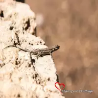 Share Love Challenge Desert Life Gallery