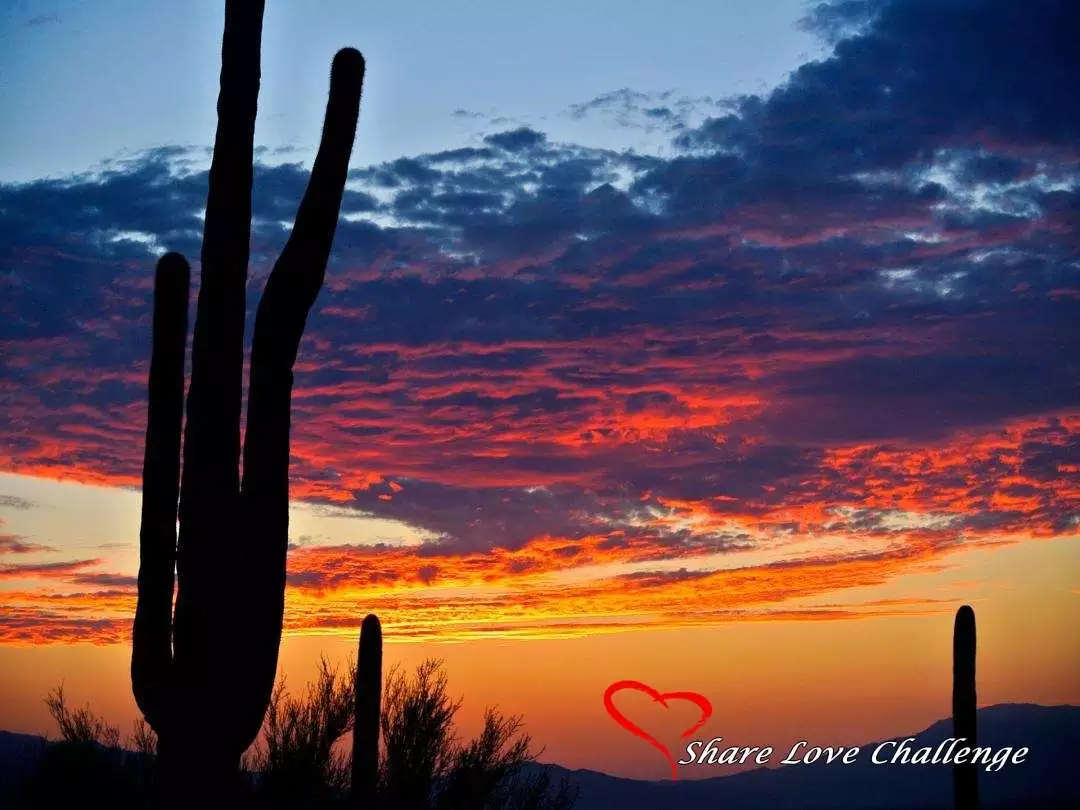 Desert Life in Southwest USA