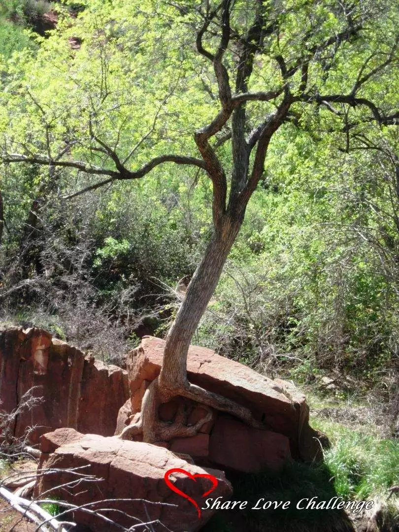 Sedona Oak Creek Canyon Arizona, USA
