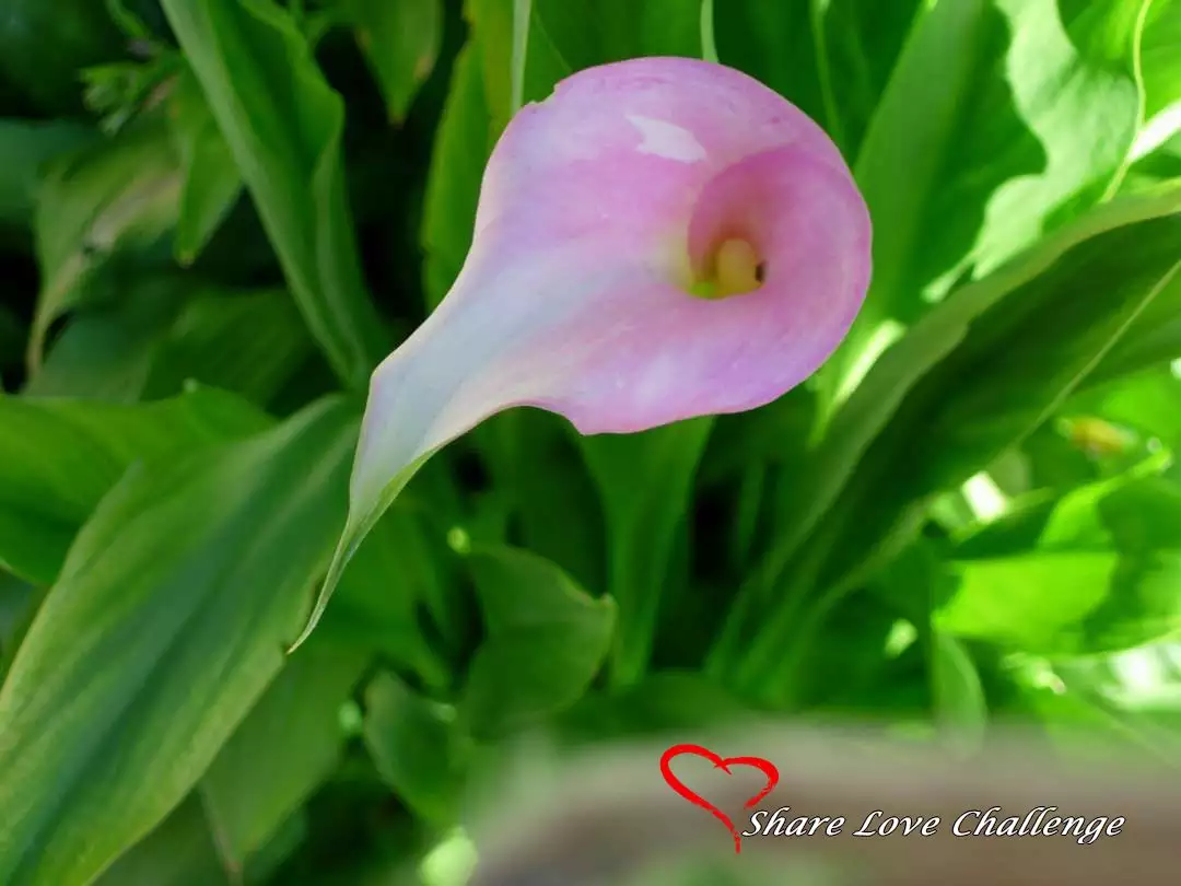 Garden Flowers