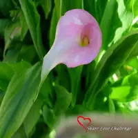 Share Love Challenge Garden Flowers Gallery