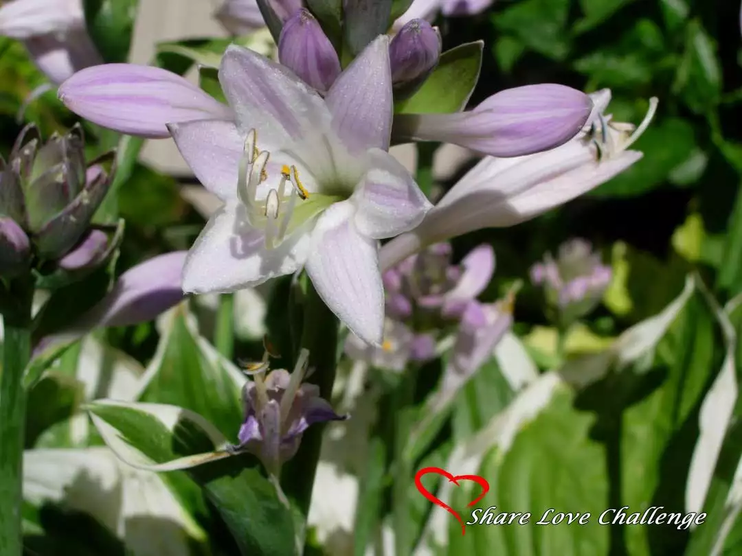 Garden Flowers
