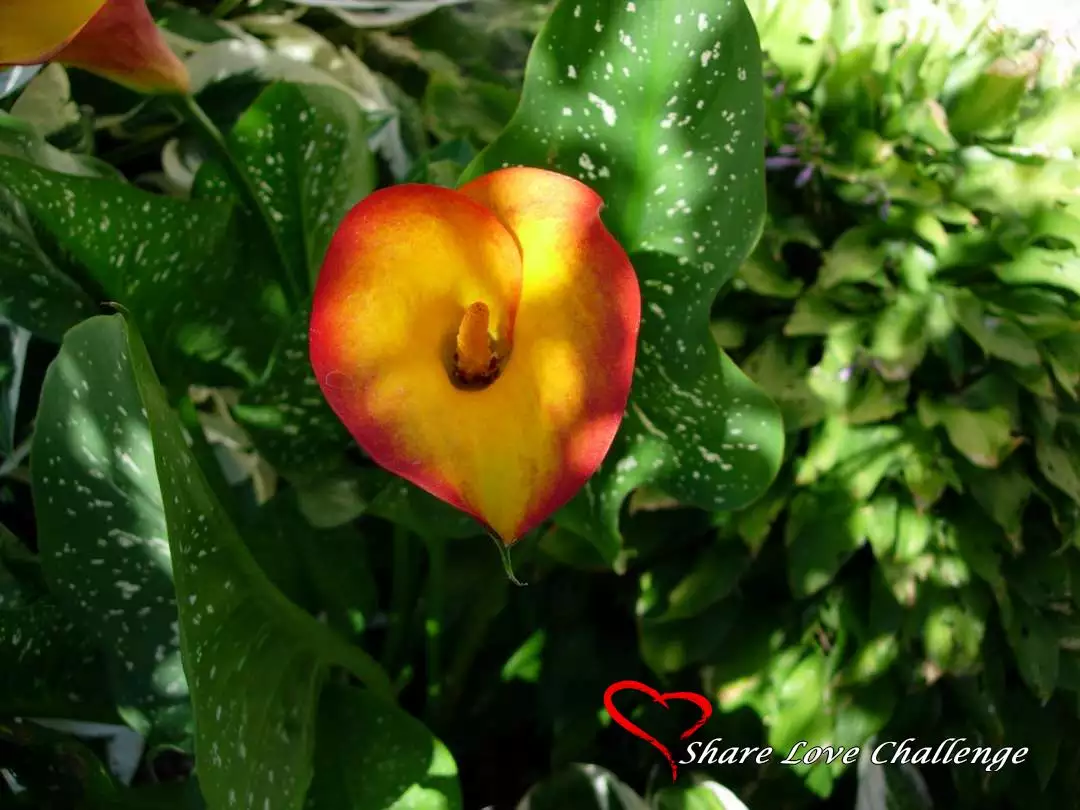 Garden Flowers