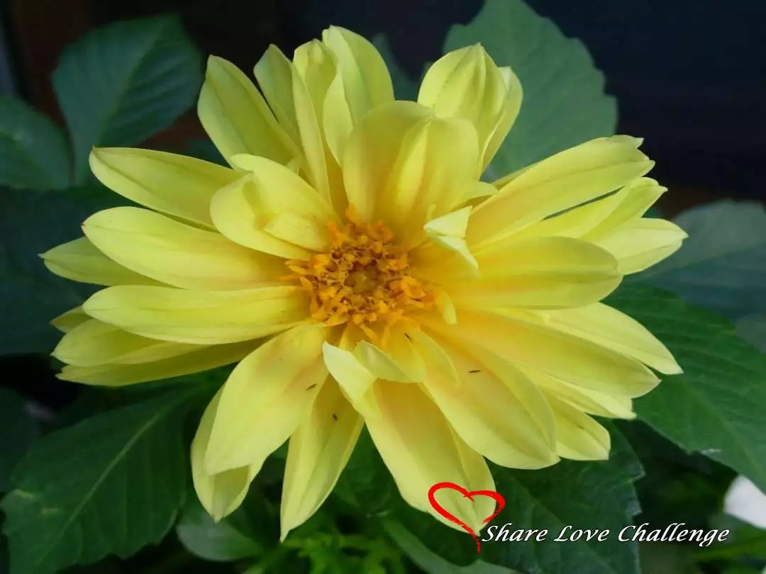Garden Flowers