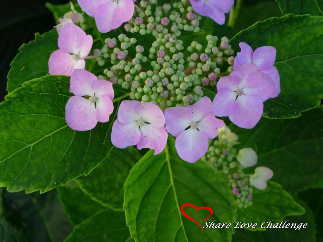 Garden Flowers