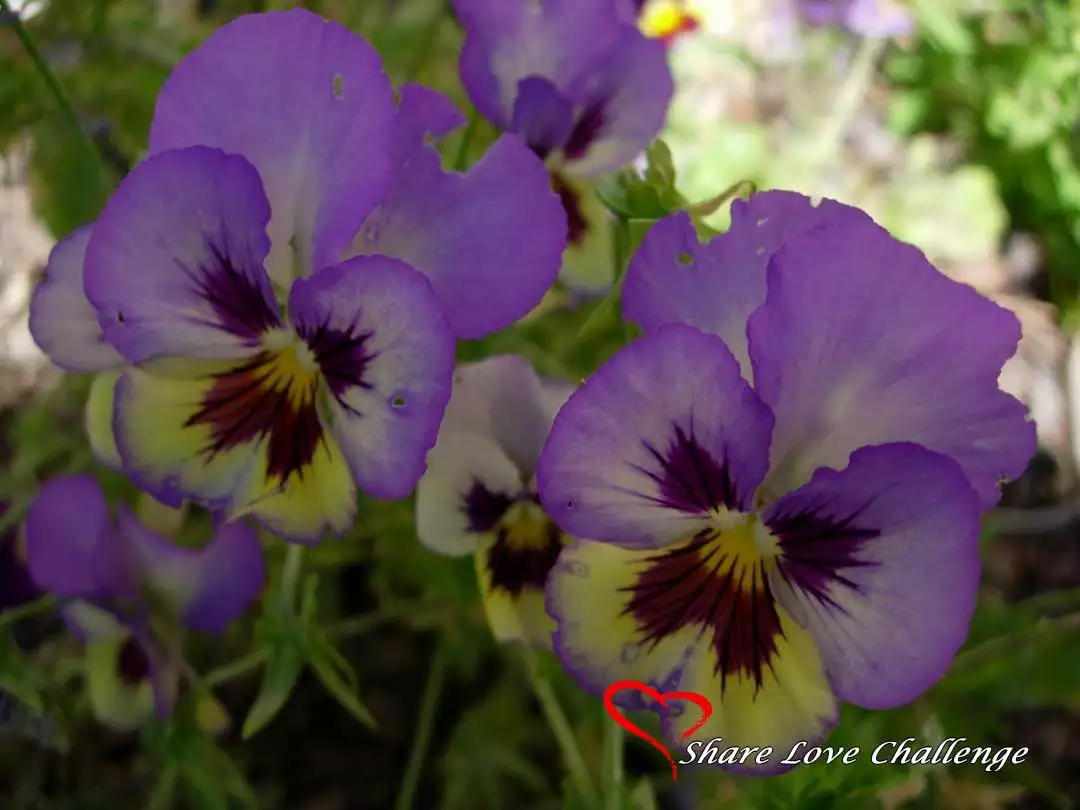 Garden Flowers