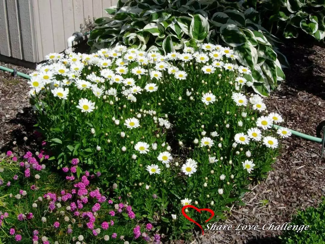 Garden Flowers