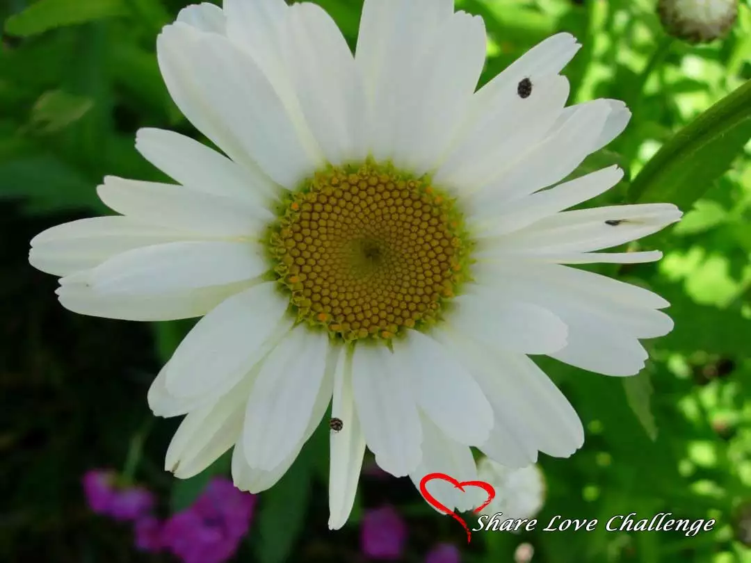 Garden Flowers