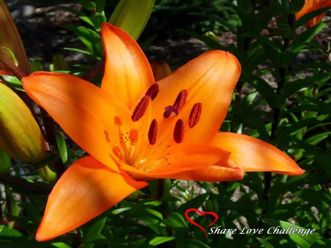 Garden Flowers