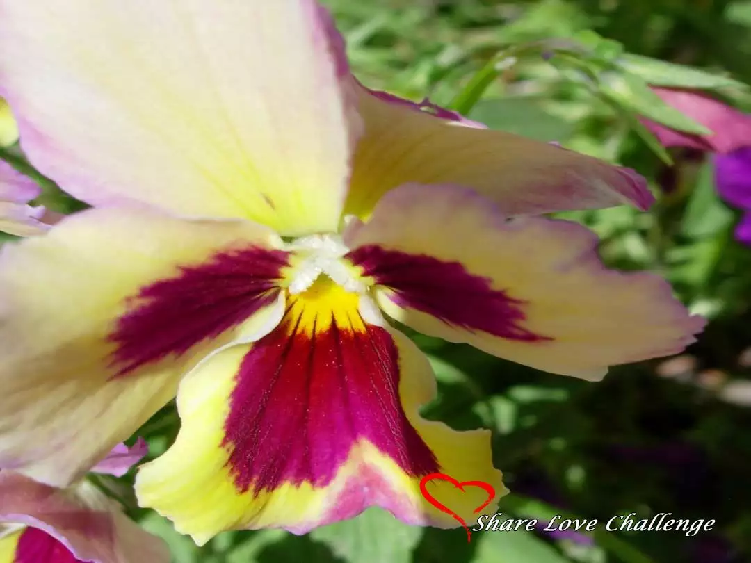 Garden Flowers