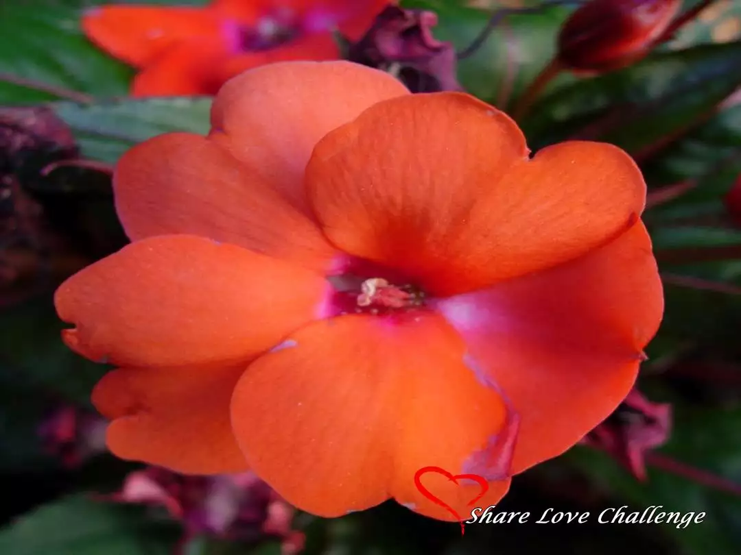 Garden Flowers