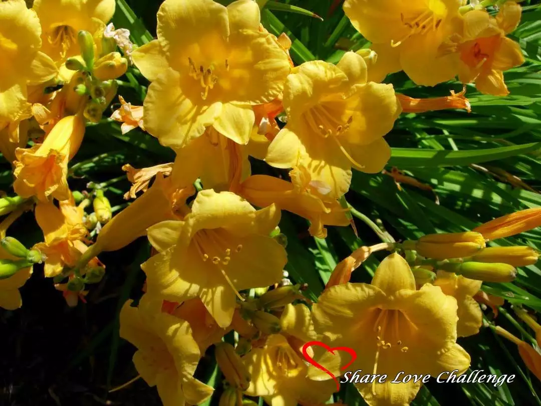 Garden Flowers