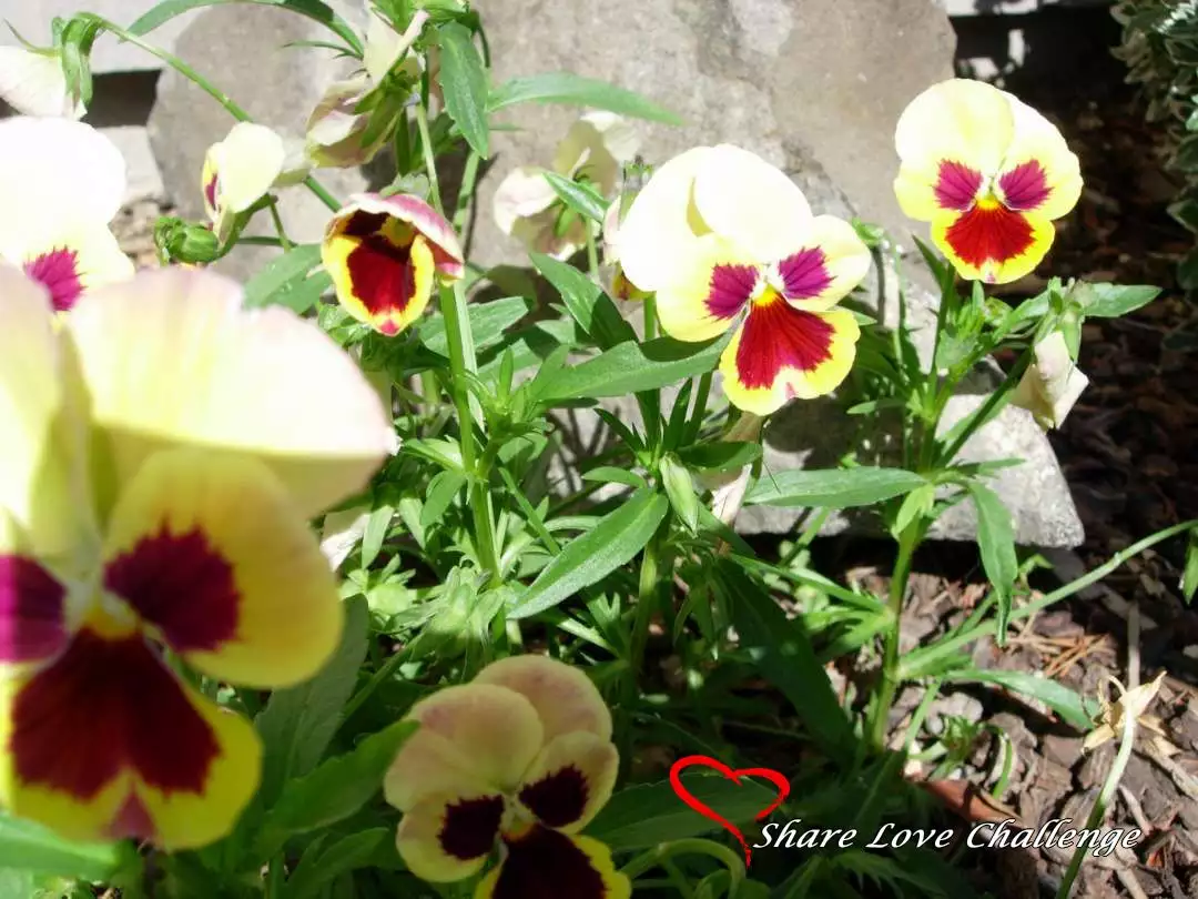 Garden Flowers