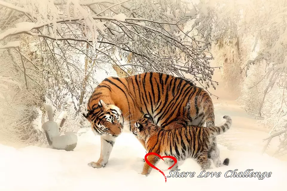 Love of Animals